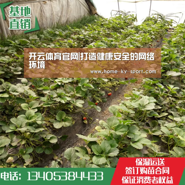 开云体育官网|打造健康安全的网络环境(图2) 开云